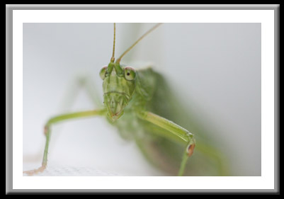 Grasshopper #268